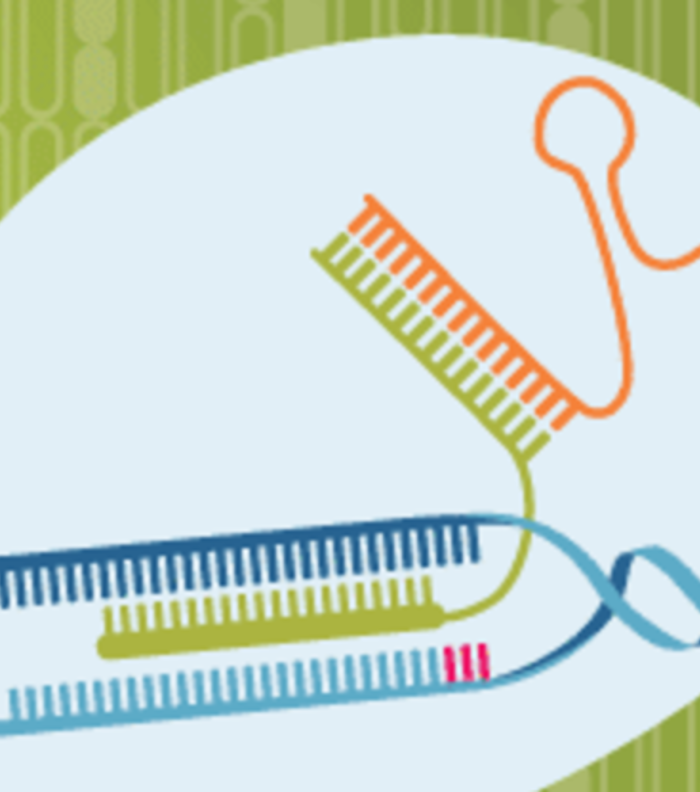 Enhancers of CRISPR-mediated HDR: is it worth the risk?