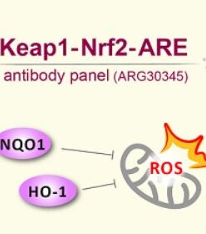 Comprehensive Nrf2 Pathway Research Solution