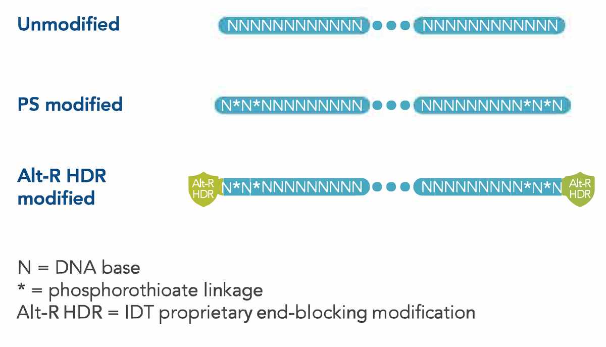 Chemical modifications of HDR donor oligos: