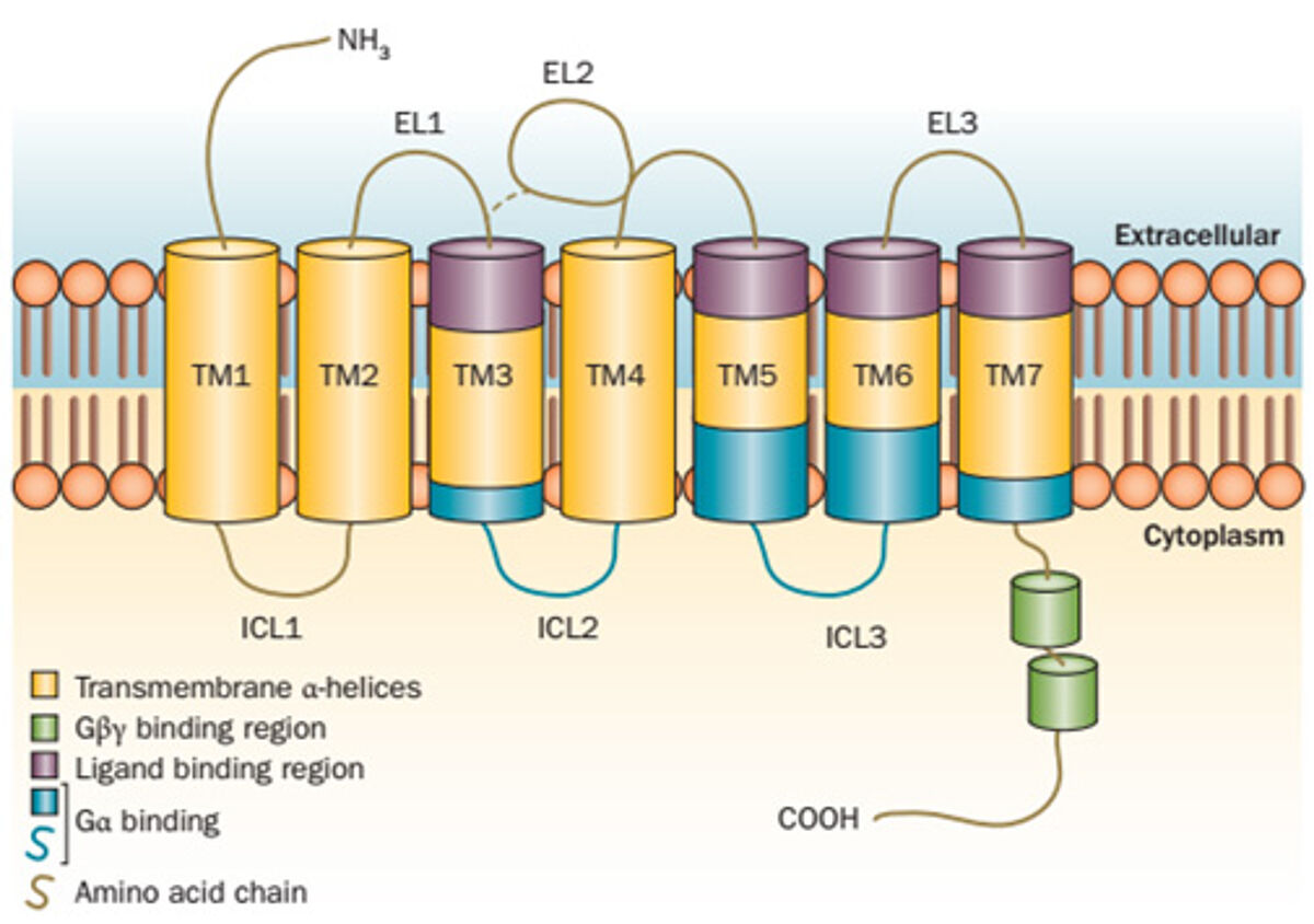 Figure 1: GPCR structure