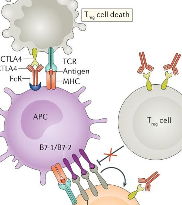 How to Choose an Anti-CTLA-4 Antibody for Your Research