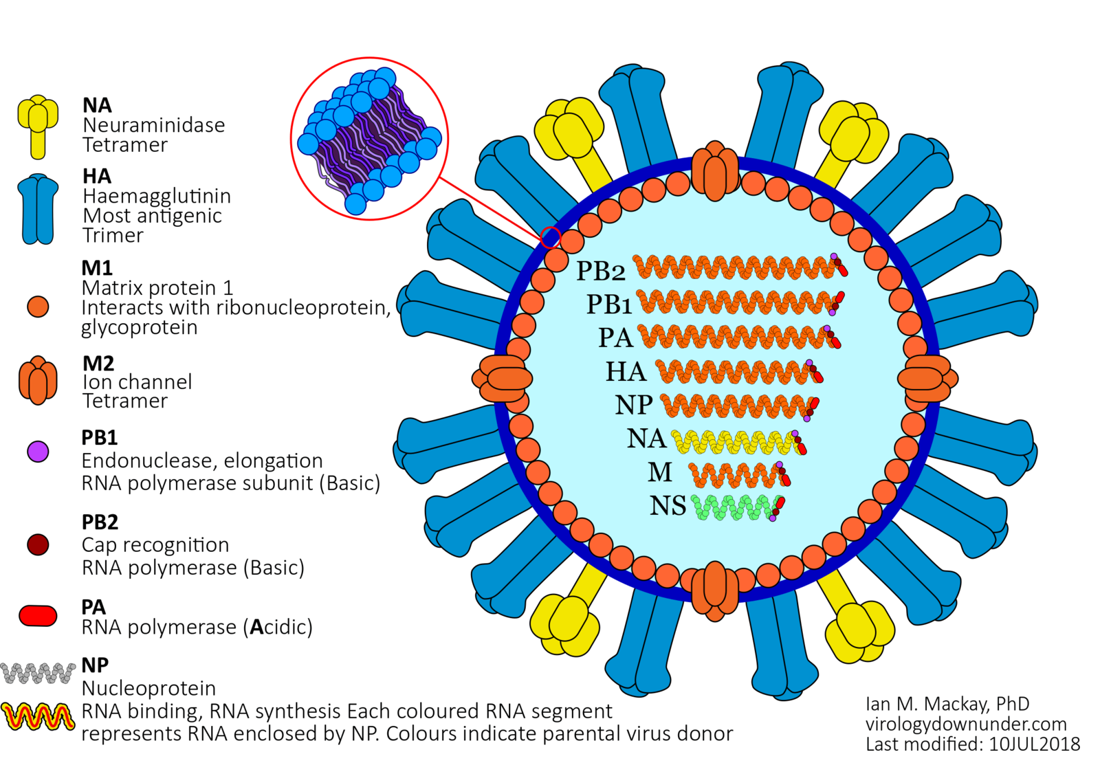 Seasonal Influenza Tools Antibodies Proteins CDNAs