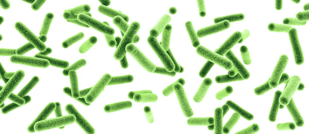 Illustration of green bacteria.