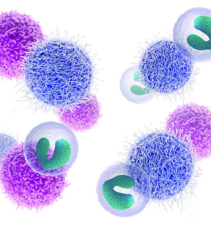 Fresh vs Frozen Human PBMCs: A Comparative Guide