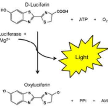 Luciferase assay reagents