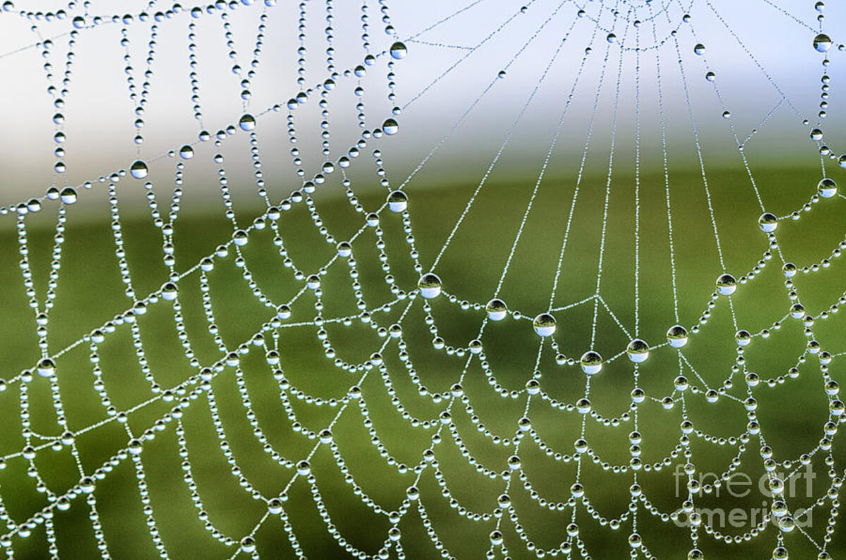 Dew on spider web