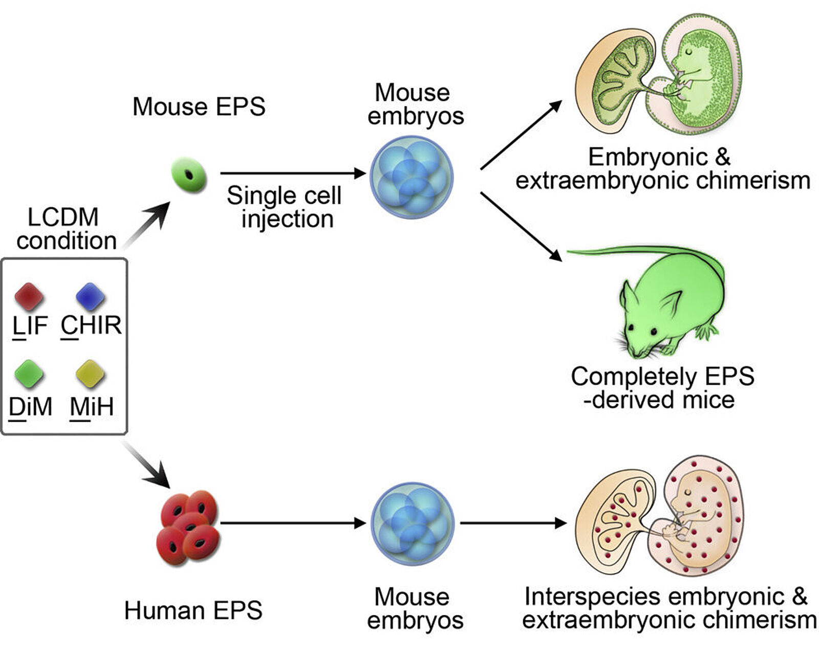 embryonic stem cell diagram