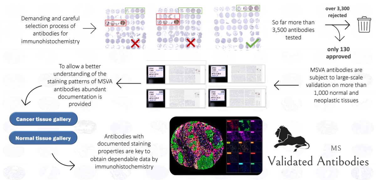 The key for successful immunohistochemistry: Know your antibody.