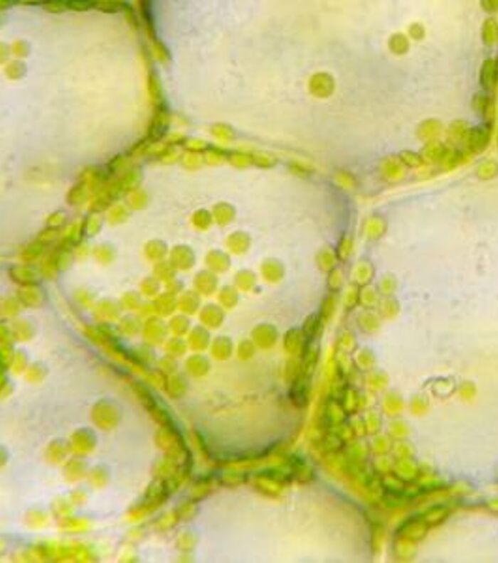 Chloroplast: Structure, Genome, and Function