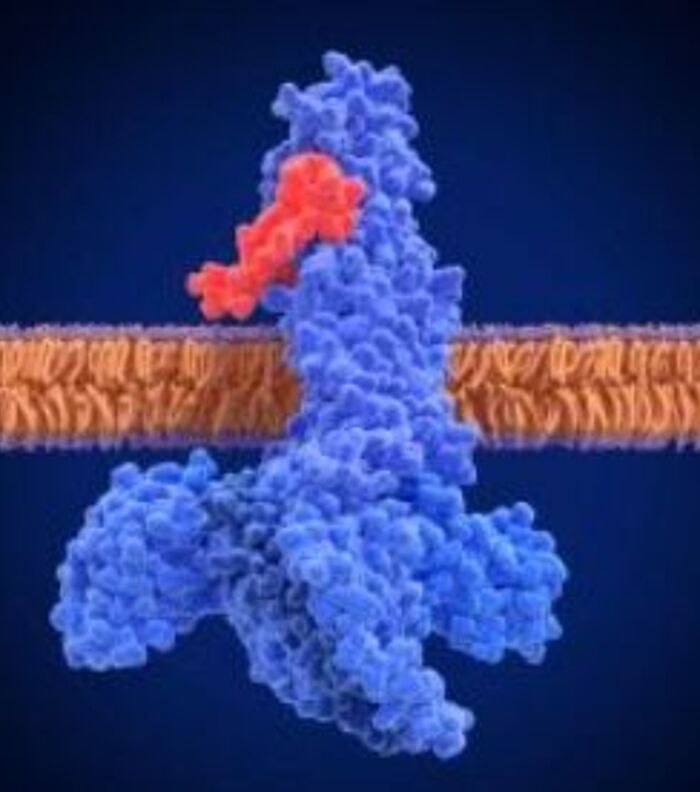 Examining Alternative Effects of GLP-1 Receptor Agonists