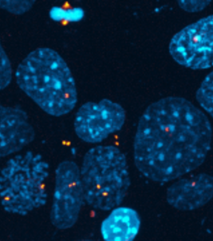 Lighting up the organizers of the cell's architecture
