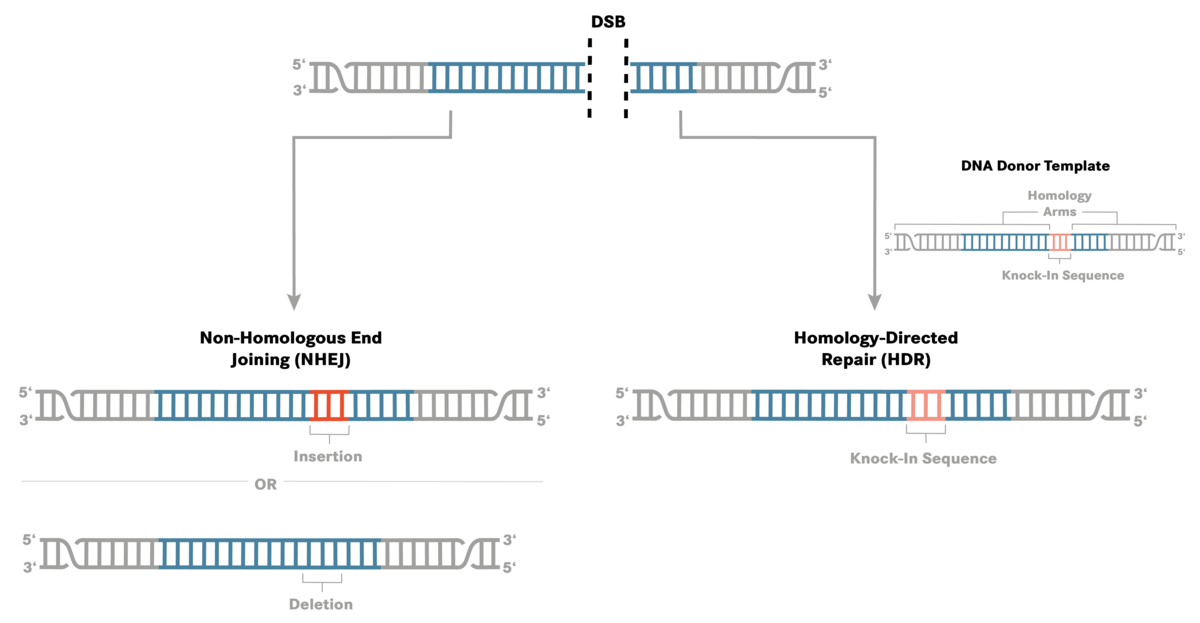 Comparison of HDR and NHEJ