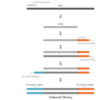 RNA Library Prep Kits for NGS