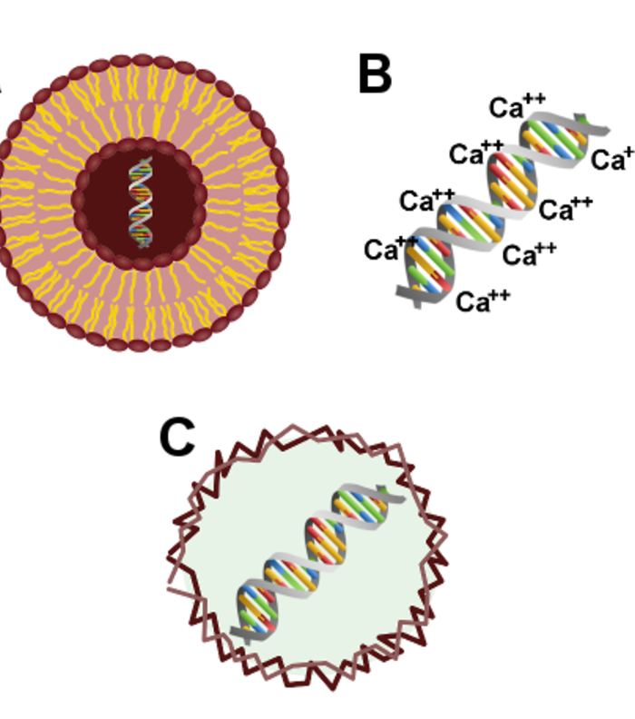 Transfection of Mammalian Cells