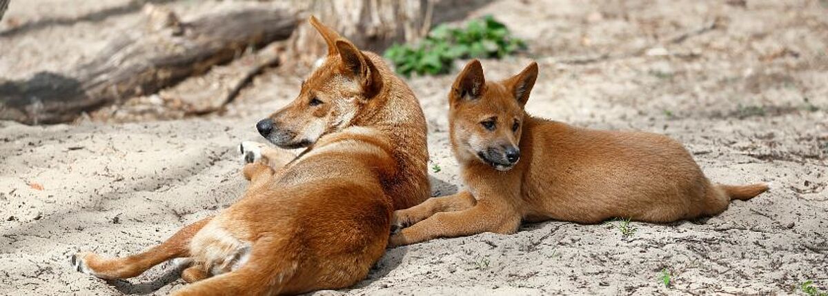 Dingo, Our Animals