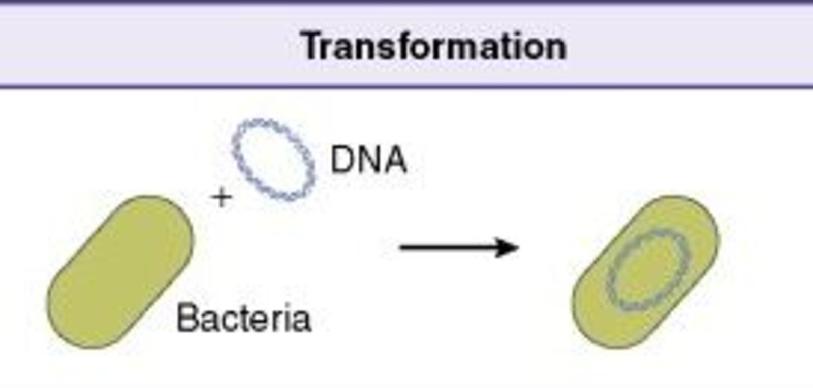 Competent Cells For Molecular Cloning Which Ones To Use